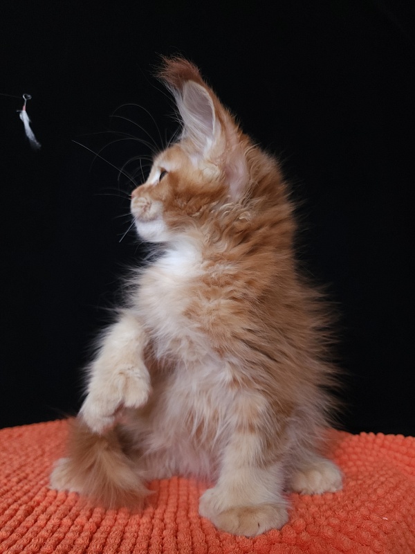 Gaius Akbars (polydactyl 66/66) - Kitten maine-coon 2 months 2.5 weeks