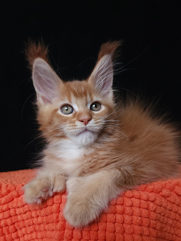 Gaius Akbars (polydactyl 66/66) - Kitten maine-coon 2 months 2.5 weeks