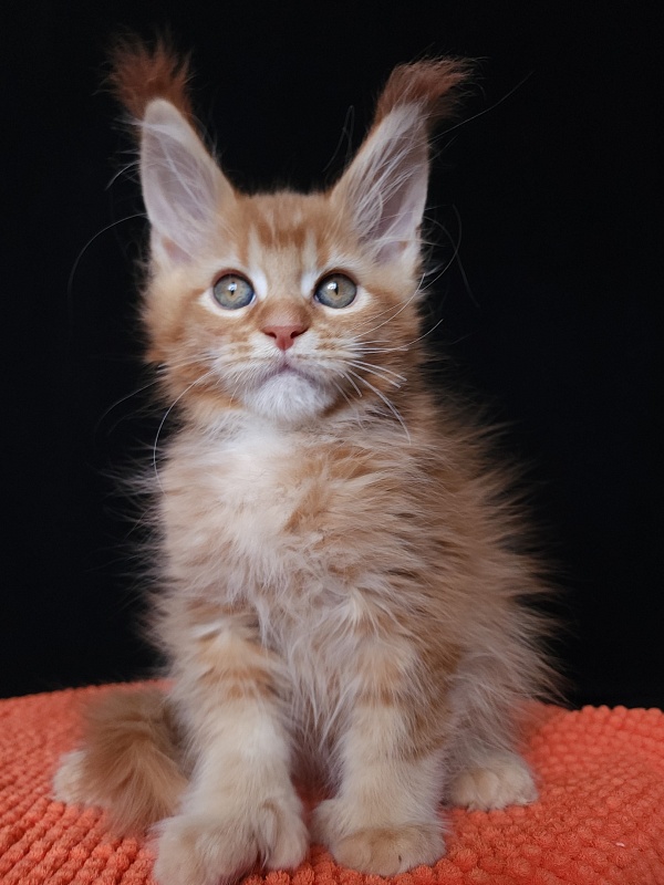 Gaius Akbars (polydactyl 66/66) - Kitten maine-coon 2 months 2.5 weeks