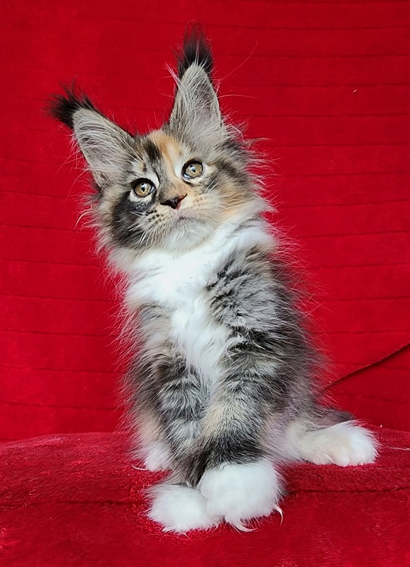 Galateya Akbars (polydactyl 66/66) - Kitten maine-coon 2 months 1 week