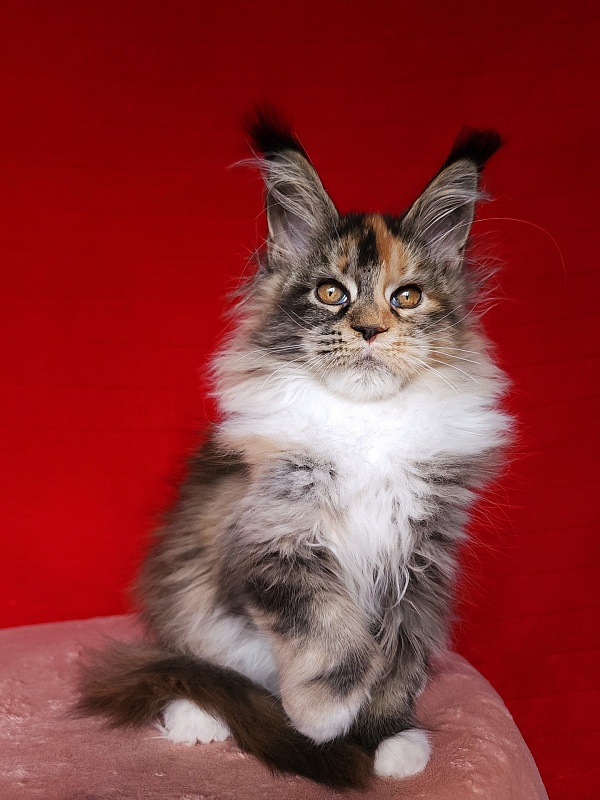 Galateya Akbars (polydactyl 66/66) - Kitten maine-coon 3 months 1 week