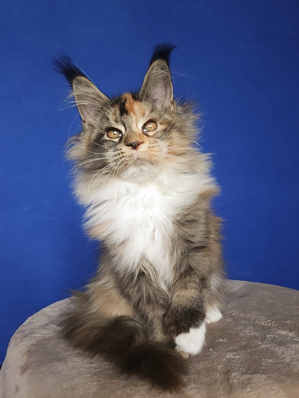 Galateya Akbars (polydactyl 66/66) - Kitten maine-coon 3 months 2.5 weeks