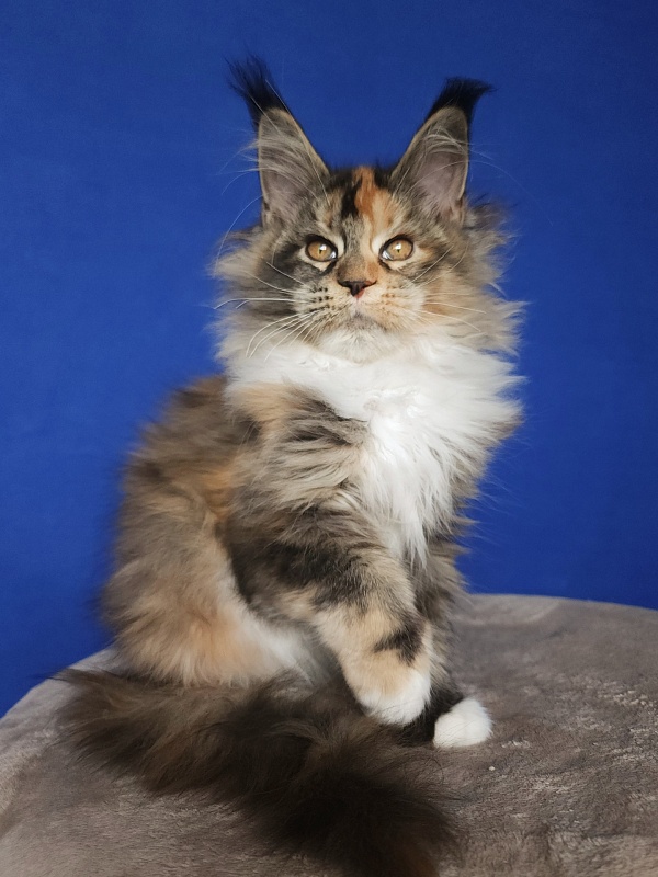 Galateya Akbars (polydactyl 66/66) - Kitten maine-coon 3 months 2.5 weeks