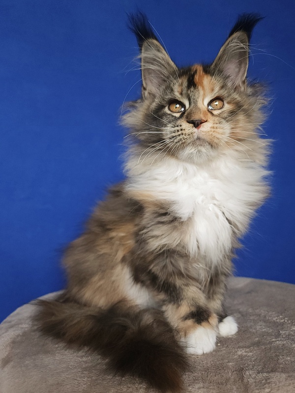 Galateya Akbars (polydactyl 66/66) - Kitten maine-coon 3 months 2.5 weeks