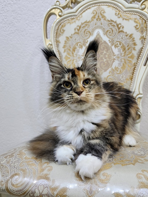 Galateya Akbars (polydactyl 66/66) - Junior maine-coon 9 months 2.5 weeks