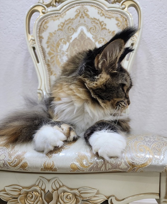 Galateya Akbars (polydactyl 66/66) - Junior maine-coon 9 months 2.5 weeks