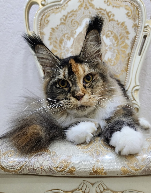 Galateya Akbars (polydactyl 66/66) - Junior maine-coon 9 months 2.5 weeks