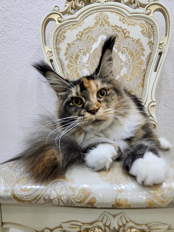 Galateya Akbars (polydactyl 66/66) - Junior maine-coon 9 months 2.5 weeks