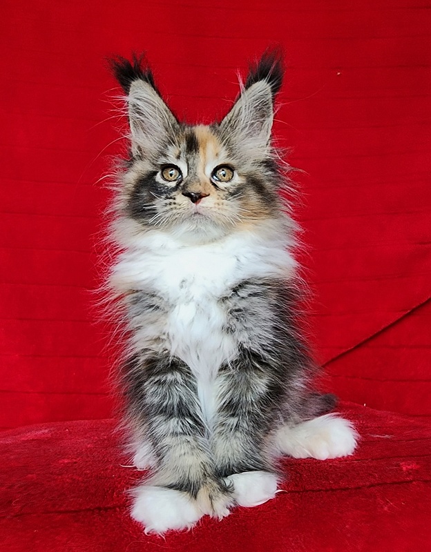 Galateya Akbars (polydactyl 66/66) - Kitten maine-coon 2 months 1 week