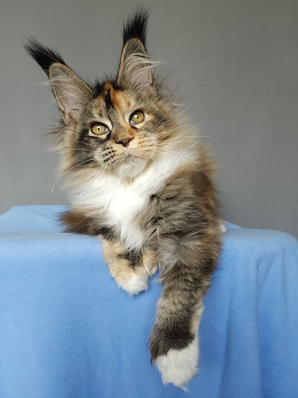 Galateya Akbars (polydactyl 66/66) - Kitten maine-coon 4 months 1.5 week