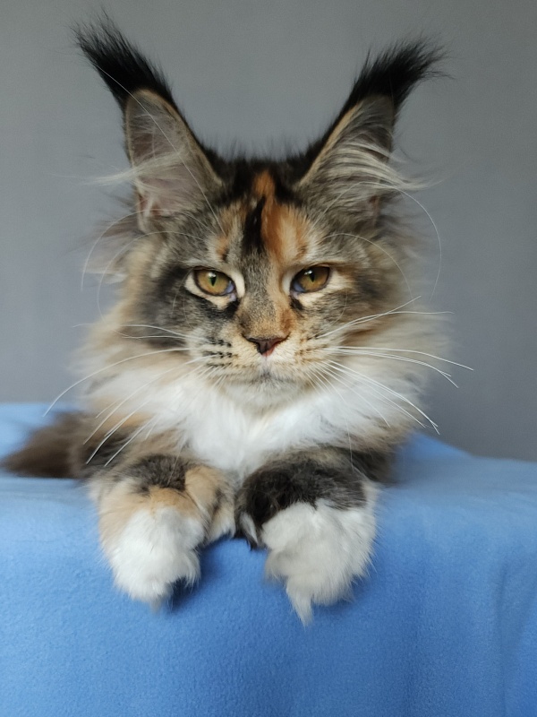 Galateya Akbars (polydactyl 66/66) - Kitten maine-coon 4 months 1.5 week