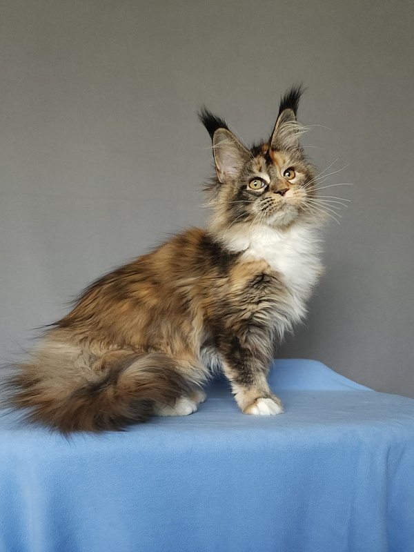 Galateya Akbars (polydactyl 66/66) - Kitten maine-coon 4 months 1.5 week