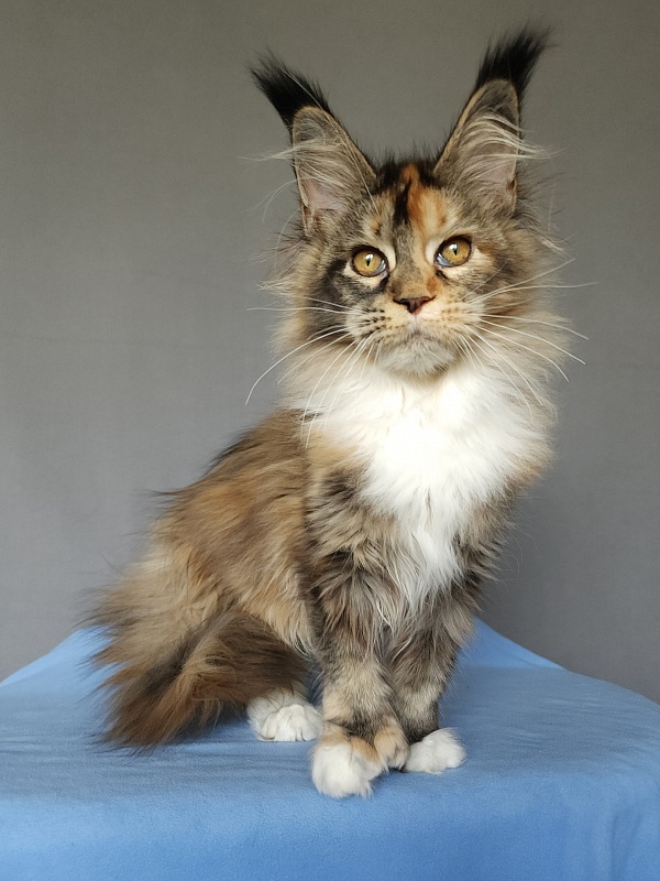 Galateya Akbars (polydactyl 66/66) - Kitten maine-coon 4 months 1.5 week