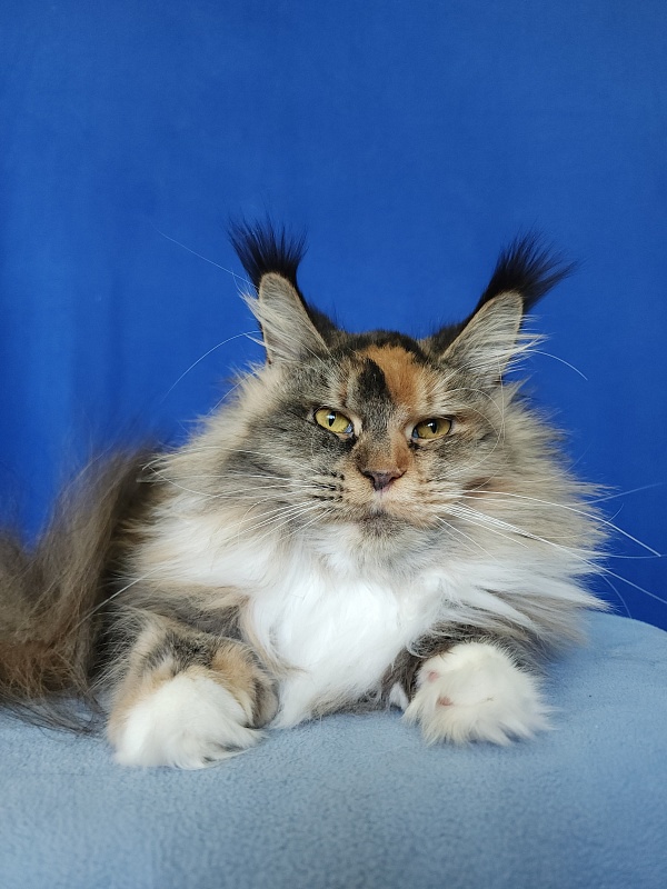 Galateya Akbars (polydactyl 66/66) - Adult maine-coon 11 months 3.5 weeks