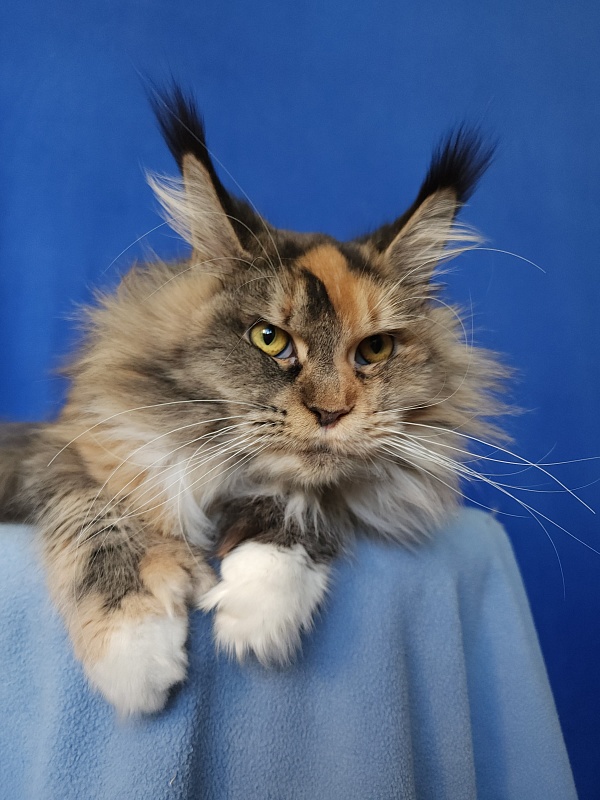 Galateya Akbars (polydactyl 66/66) - Adult maine-coon 11 months 3.5 weeks