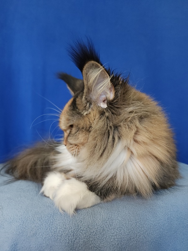 Galateya Akbars (polydactyl 66/66) - Adult maine-coon 11 months 3.5 weeks
