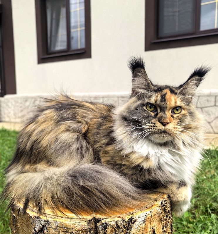 Galateya Akbars (polydactyl 66/66) - Adult maine-coon 2 years 7 months 1 week
