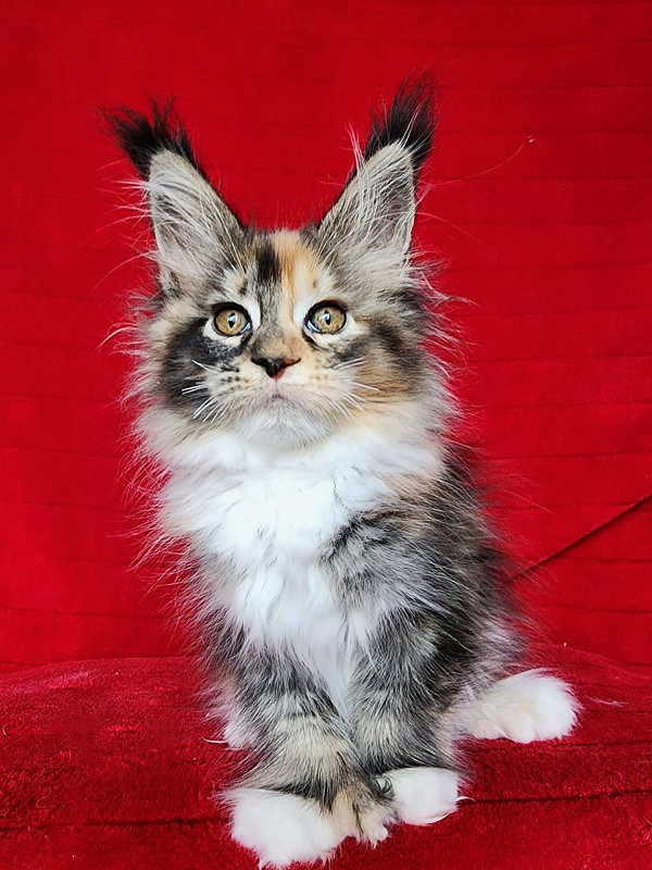 Galateya Akbars (polydactyl 66/66) - Kitten maine-coon 2 months 1 week
