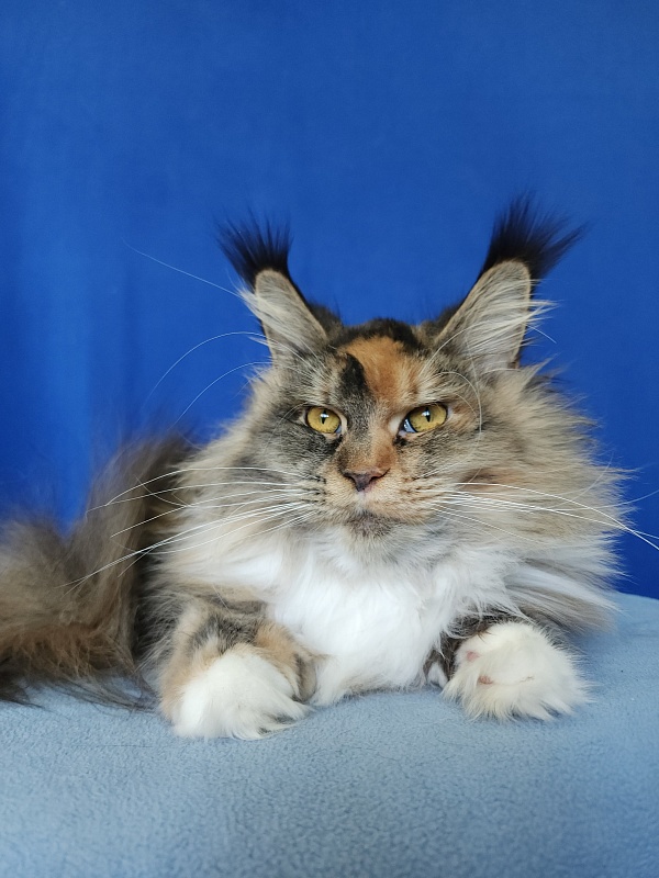 Galateya Akbars (polydactyl 66/66) - Adult maine-coon 11 months 3.5 weeks
