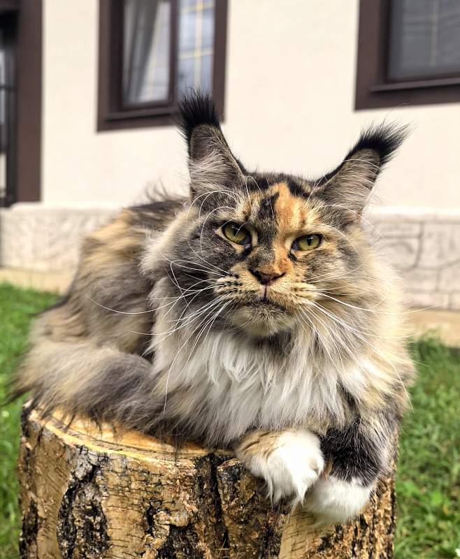 Galateya Akbars (polydactyl 66/66) - Adult maine-coon 2 years 7 months 1 week