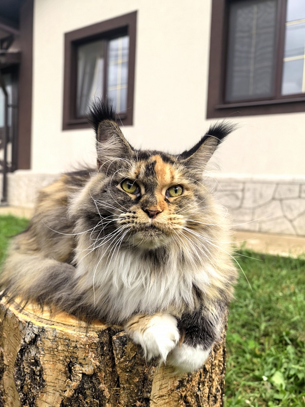 Galateya Akbars (polydactyl 66/66) - Adult maine-coon 2 years 7 months 1 week