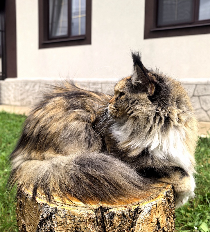 Galateya Akbars (polydactyl 66/66) - Adult maine-coon 2 years 7 months 1 week