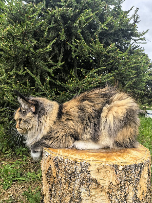 Galateya Akbars (polydactyl 66/66) - Adult maine-coon 2 years 7 months 1 week
