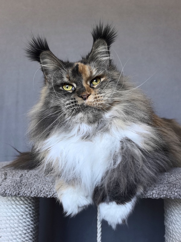 Galateya Akbars (polydactyl 66/66) - Adult maine-coon 2 years 11 months 3 weeks