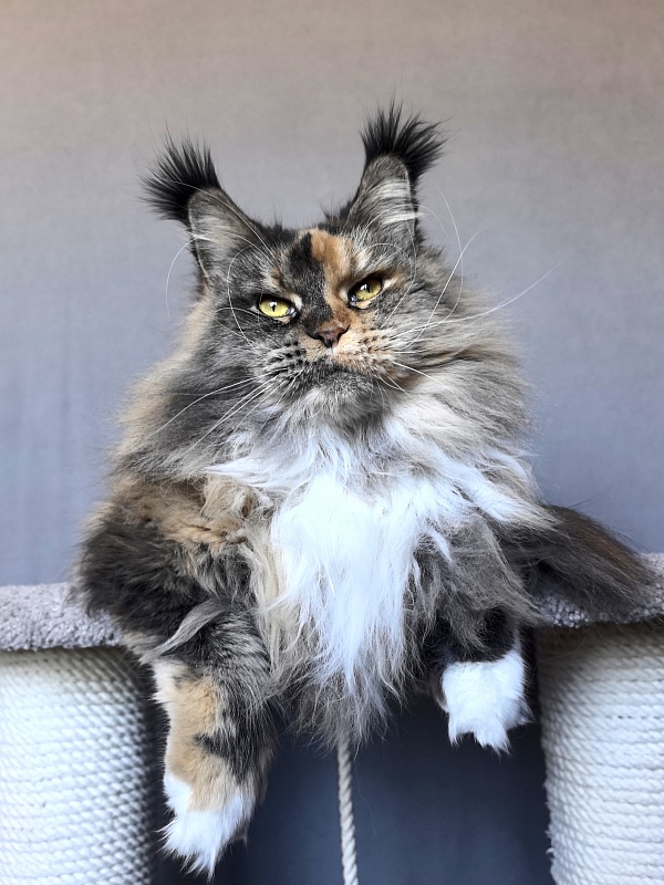Galateya Akbars (polydactyl 66/66) - Adult maine-coon 2 years 11 months 3 weeks