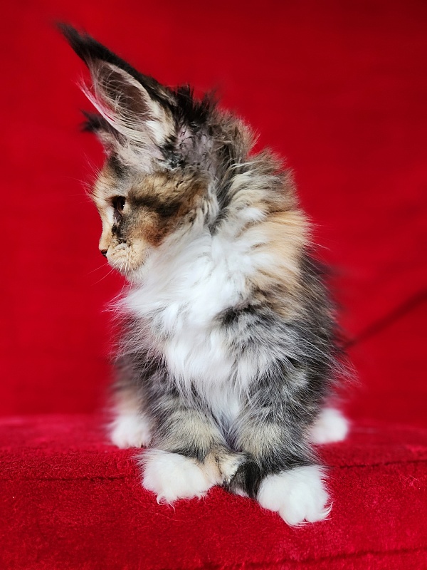 Galateya Akbars (polydactyl 66/66) - Kitten maine-coon 2 months 1 week