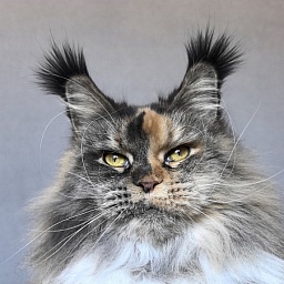 Galateya Akbars (polydactyl 66/66)