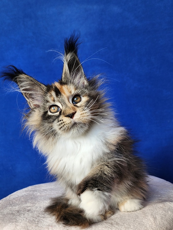 Galateya Akbars (polydactyl 66/66) - Kitten maine-coon 3 months