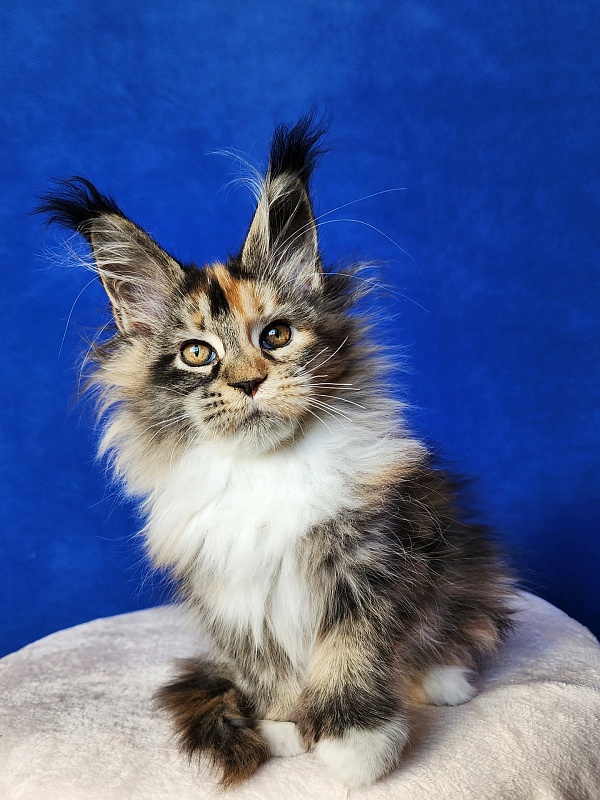 Galateya Akbars (polydactyl 66/66) - Kitten maine-coon 3 months