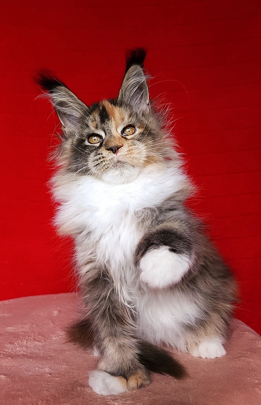 Galateya Akbars (polydactyl 66/66) - Kitten maine-coon 3 months 1 week