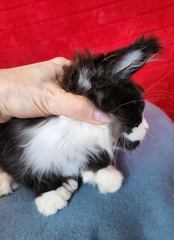 Georg Akbars (polydactyl 66/66) - Kitten maine-coon 2 months 3.5 weeks