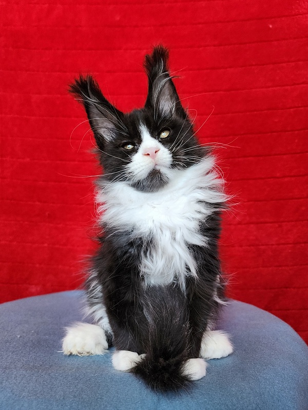 Georg Akbars (polydactyl 66/66) - Kitten maine-coon 2 months 3.5 weeks