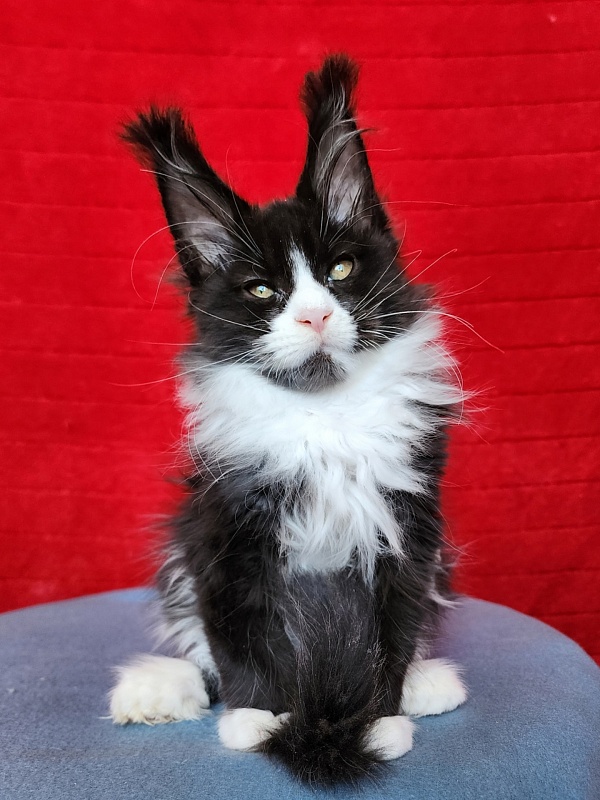 Georg Akbars (polydactyl 66/66) - Kitten maine-coon 2 months 3.5 weeks