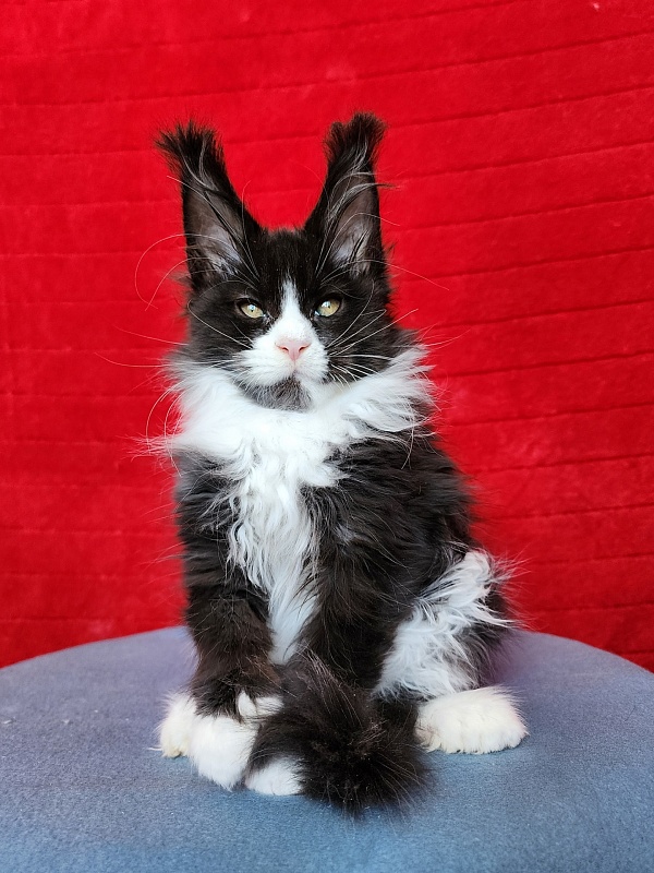 Georg Akbars (polydactyl 66/66) - Kitten maine-coon 2 months 3.5 weeks