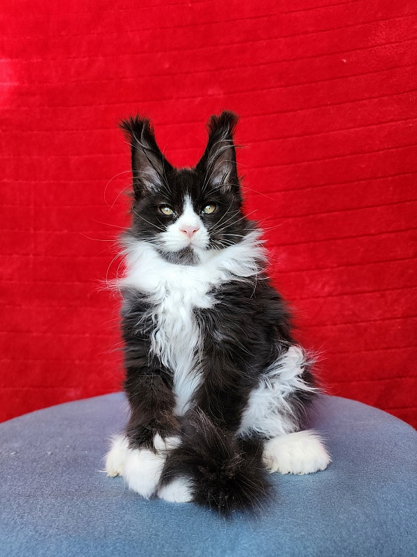 Georg Akbars (polydactyl 66/66) - Kitten maine-coon 2 months 3.5 weeks