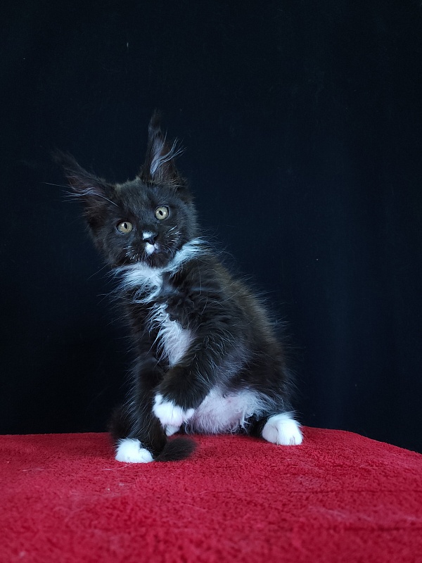 Gelicon Akbars - Kitten maine-coon 2 months 1 week