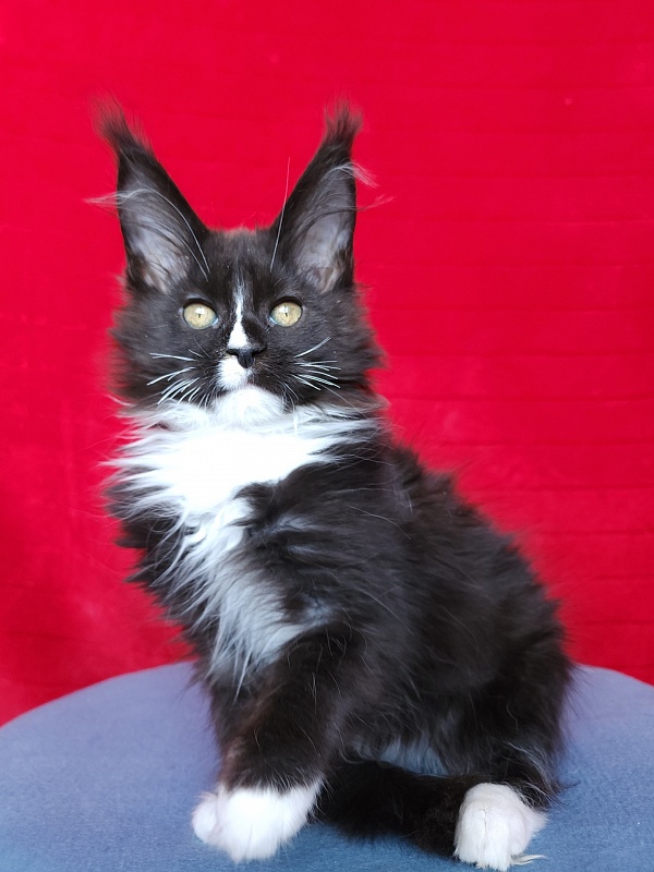 Glasha Akbars - Kitten maine-coon 2 months 3.5 weeks