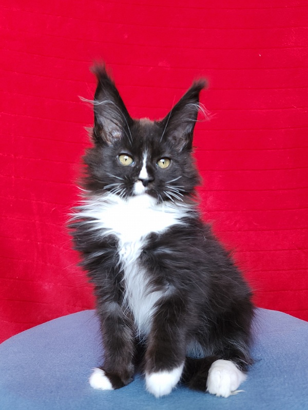 Glasha Akbars - Kitten maine-coon 2 months 3.5 weeks