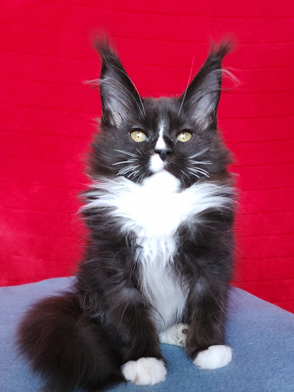 Glasha Akbars - Kitten maine-coon 2 months 3.5 weeks