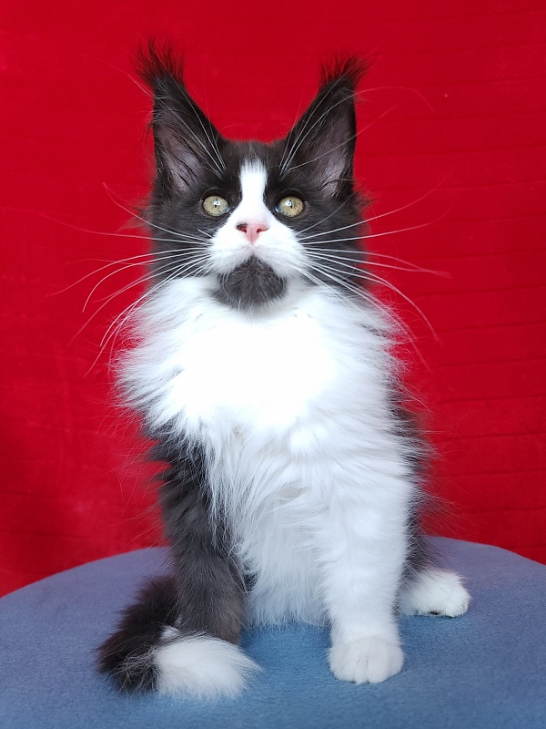 Gosha  Akbars - Kitten maine-coon 2 months 3.5 weeks