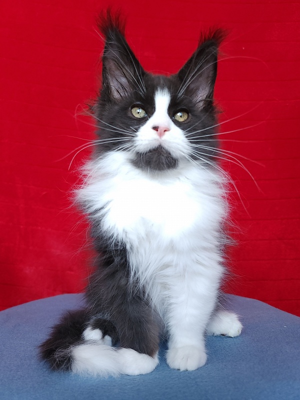 Gosha  Akbars - Kitten maine-coon 2 months 3.5 weeks