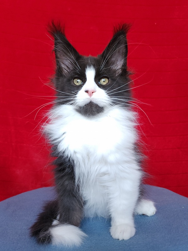 Gosha  Akbars - Kitten maine-coon 2 months 3.5 weeks