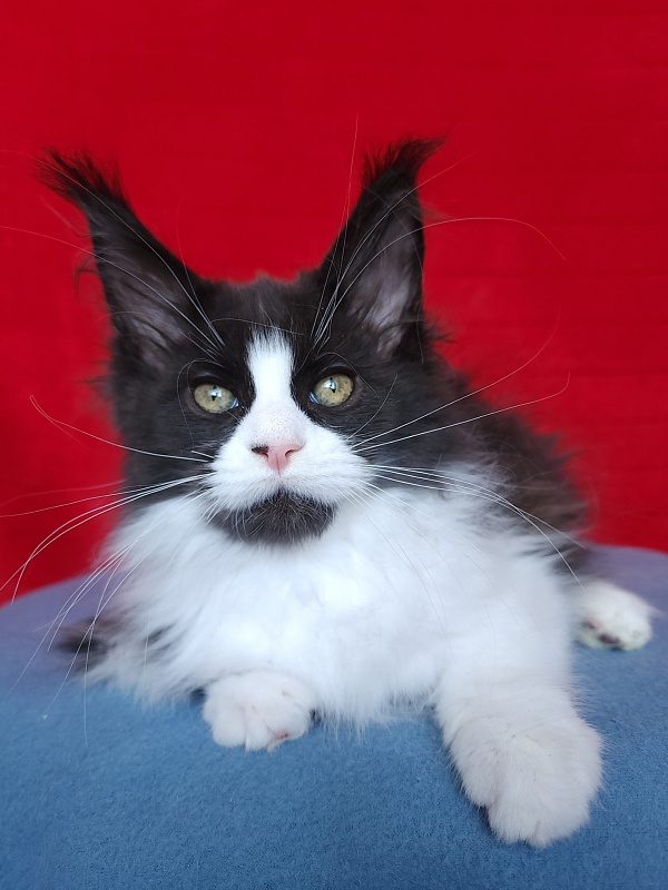 Gosha  Akbars - Kitten maine-coon 2 months 3.5 weeks
