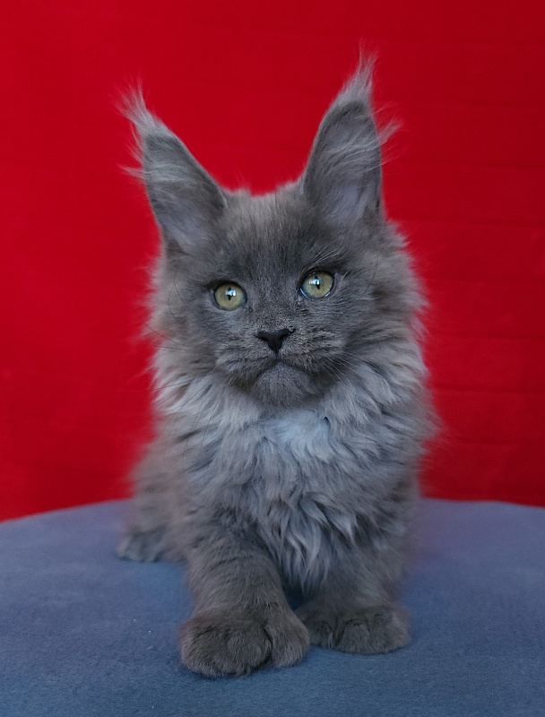 Halva Akbars (polydactyl 66/66) - Kitten maine-coon 2 months 1 week