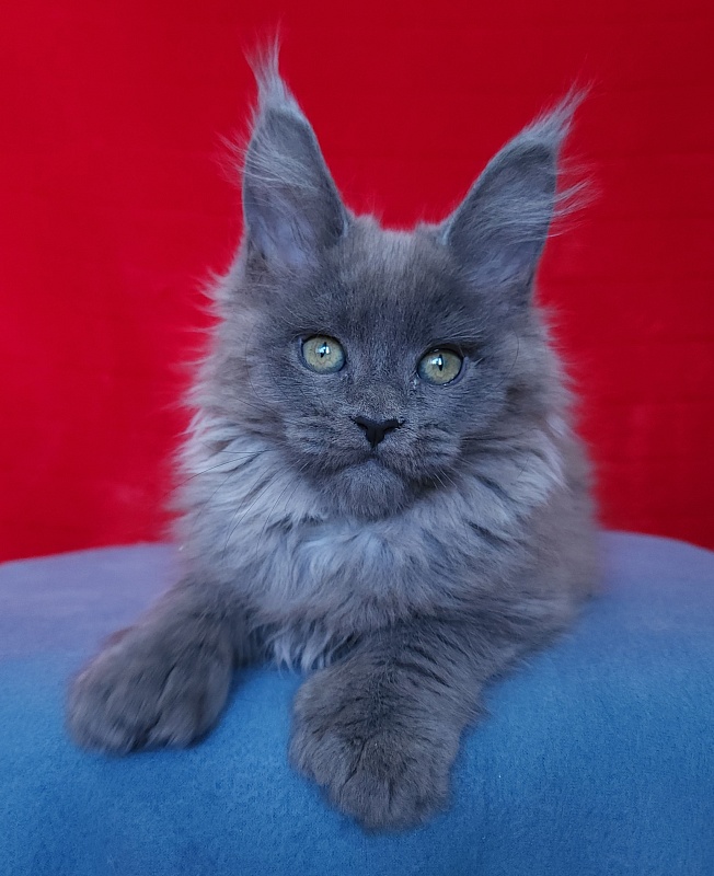 Halva Akbars (polydactyl 66/66) - Kitten maine-coon 2 months 1 week