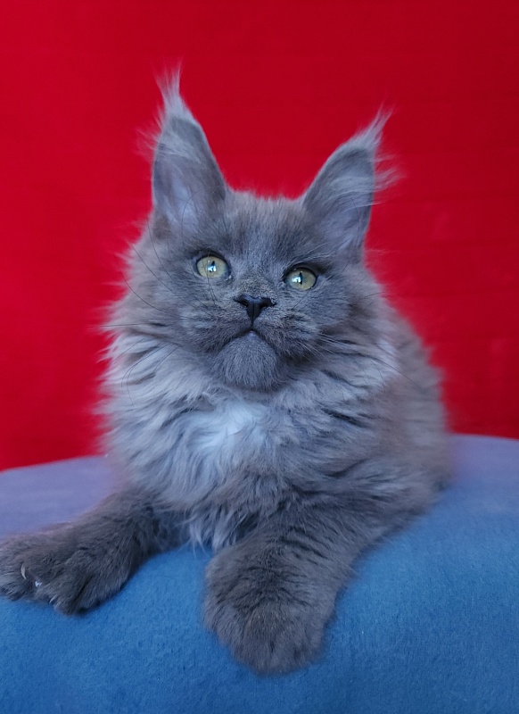 Halva Akbars (polydactyl 66/66) - Kitten maine-coon 2 months 1 week